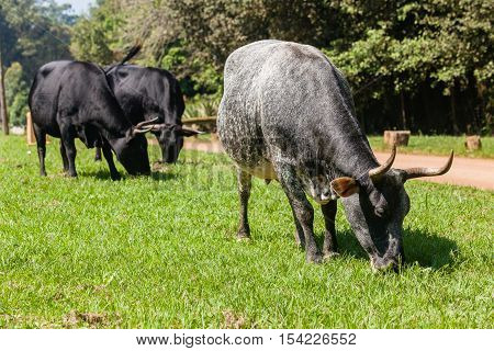 Cattle animals countryside dirt road closeup grazing summer .