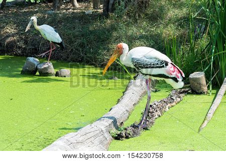 Painted Stork in green swamp for finding a fish.