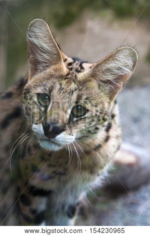 Serval (Leptailurus serval), also known as the tierboskat. Wildlife animal. 