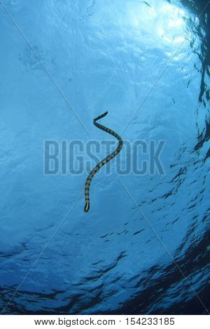 Banded Sea Snake (Krait)