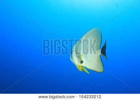 Batfish spadefish fish