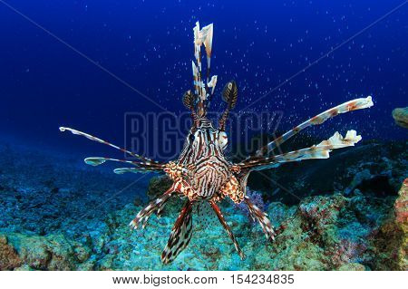 Lionfish