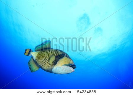 Titan Triggerfish fish