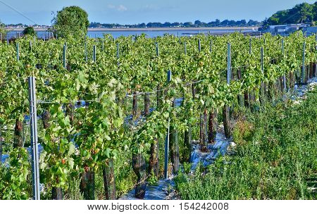 La Flotte France - september 25 2016 : vineyard in autumn