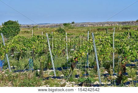 La Flotte France - september 25 2016 : vineyard in autumn