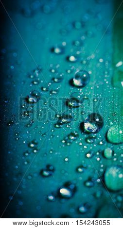 water drop on fresh blue leaf with blurred background. nature