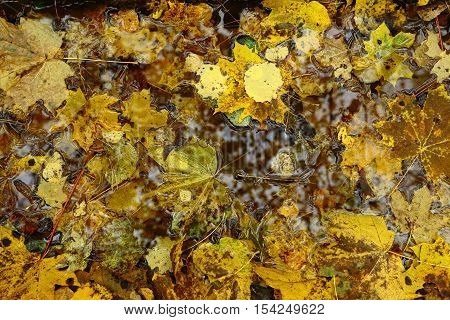 background with colorful autumn leaves in water.
