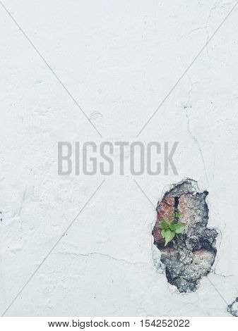 a little plant trying to grow on a cracked wall.
