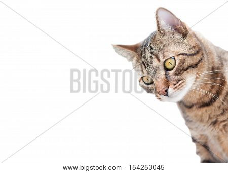 Domestic Cat looking down - Isolated on white