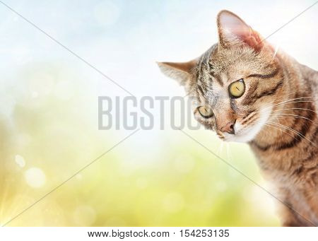 Cat posing - on summer blurry background