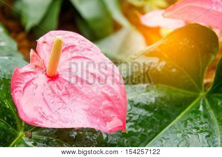 Flamingo Flower or Anthurium flower or Taiflower with Sunshine in the morning