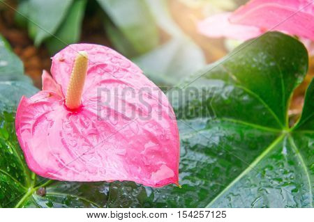 Flamingo Flower or Anthurium flower or Taiflower with Sunshine in the morning