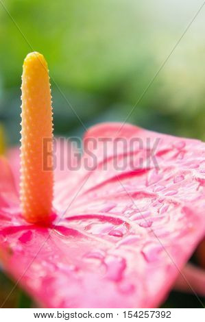 Flamingo Flower or Anthurium flower or Taiflower with Sunshine in the morning