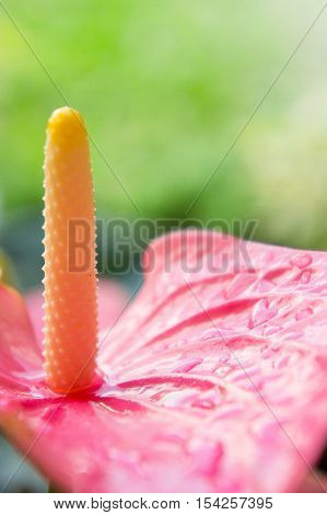 Flamingo Flower or Anthurium flower or Taiflower with Sunshine in the morning