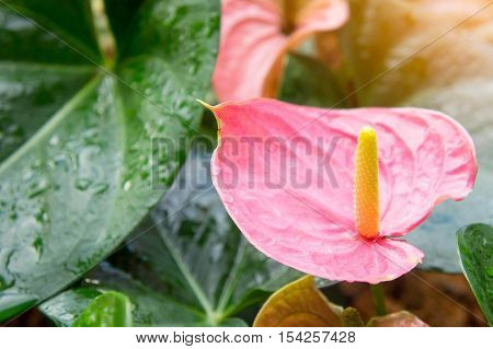Flamingo Flower or Anthurium flower or Taiflower with Sunshine in the morning
