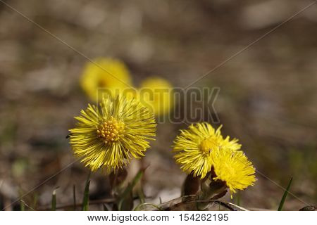 Flower Foalfoot In A Nice Day