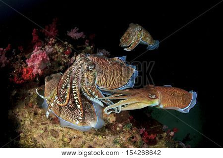 Mating Cuttlefish sex fish