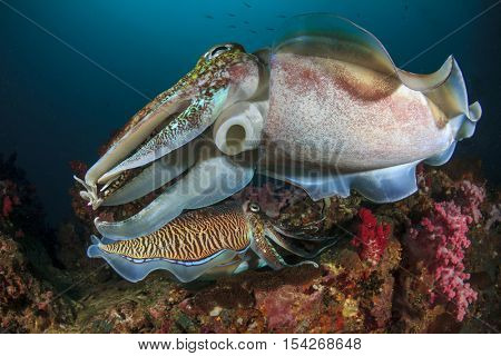 Mating Cuttlefish sex fish