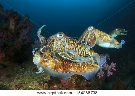 Mating Cuttlefish sex fish