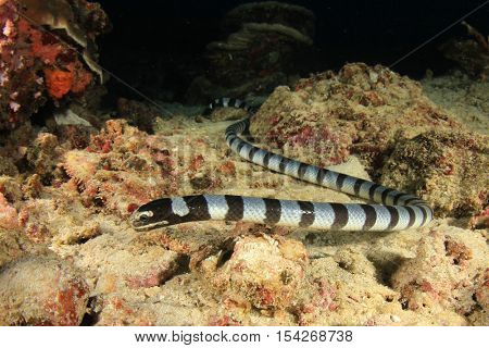 Banded Sea Snake (Krait)