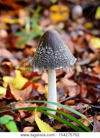 Autumn Mushroom (coprinopsis Picacea) In The Forest