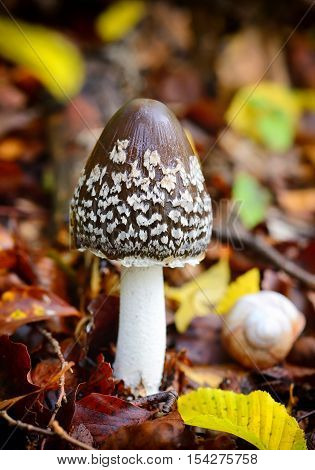 Autumn Mushroom (coprinopsis Picacea) In The Forest