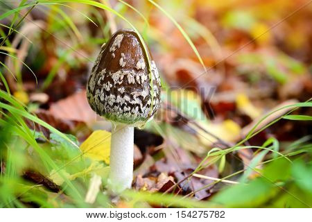 Autumn Mushroom (coprinopsis Picacea) In The Forest