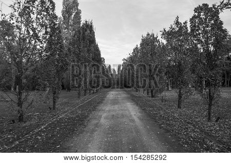 The trees and the autumn, in black and white