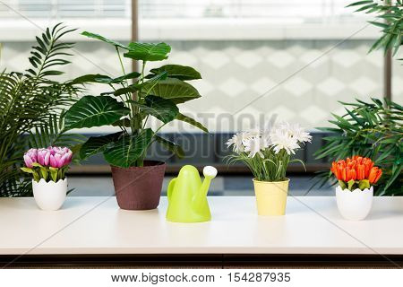 Various flowers arranged in flower pots at hme