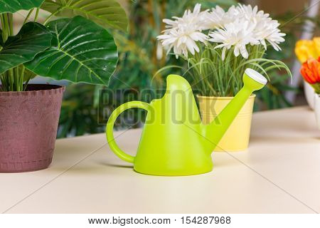 Various flowers arranged in flower pots at hme