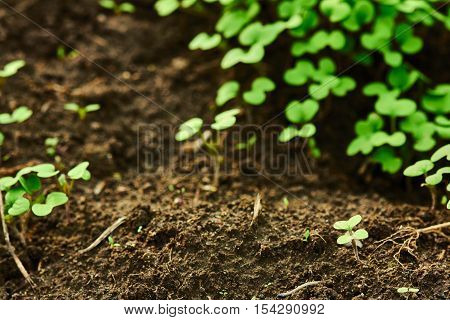 Vivid green sprouts growing out from soil on lawn.