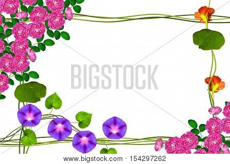flower buds of roses isolated on white background. Frame from stem nasturtium