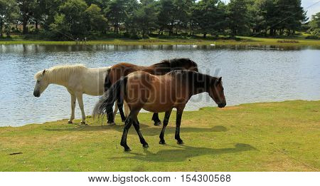 New Forest ponies grazing in the waters edge at Hatchet Pond