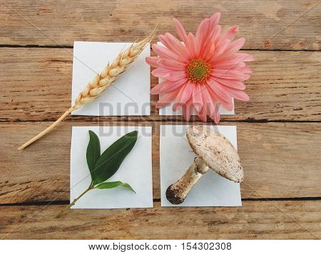 The study of nature. Here are a few exhibits. Flower and bark. Mushroom and leaf flower. ears of wheat. Exhibits are in designated areas.