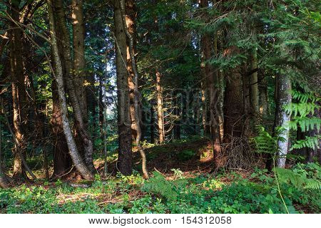 View of Spruce forest in Kočevski Rog called also Kočevje Rog Slovenia