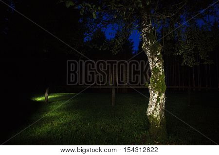 Tree in the evening illuminated with a torch. Light painting technique
