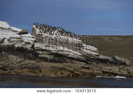 Large group of Imperial Shag (Phalacrocorax atriceps albiventer) on a rocky outcrop in the sea off Carcass Island in the Falkland Islands.