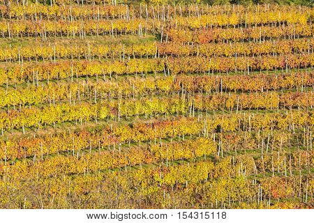Beautiful vineyard Autumn Vineyards landscape with colorful leaves