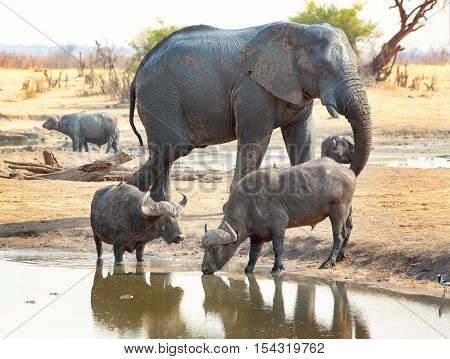 A large elephant walks behind two buffalo at a waterhole.  The difference in size between the two species is incredible