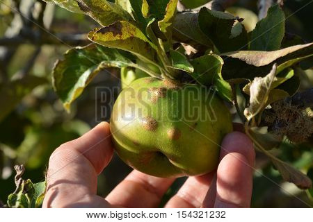 Damaged Apple From Capsid Bug