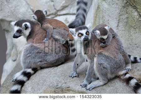 Ring-tailed lemur (Lemur catta). Wildlife animal. 