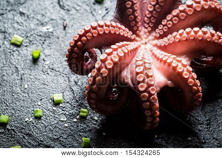 Freshly cooked purple octopus on black rock