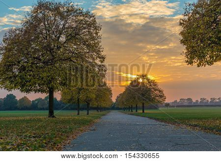 Landscape of autumn trees along the path when the sun is setting.