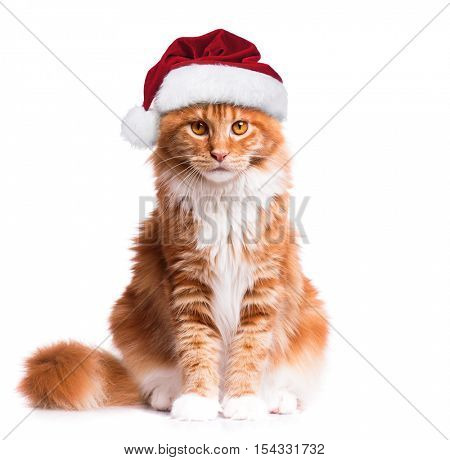 Portrait of Maine Coon kitten in red Christmas Santa hat. Funny cute orange striped cat dressed as Santa Claus looking at camera. Christmas kitty isolated on white background. 