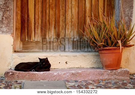 Big Black Cat