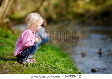 Adorable Little Girl Feeding Ducks