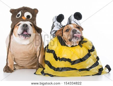 english bulldogs dressed up like the birds and the bees on white background