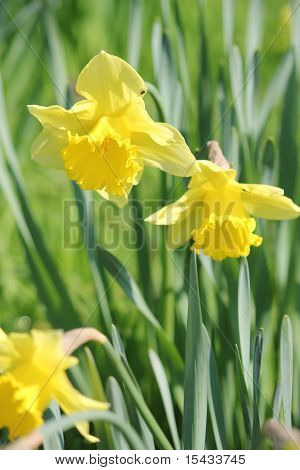 Daffodills