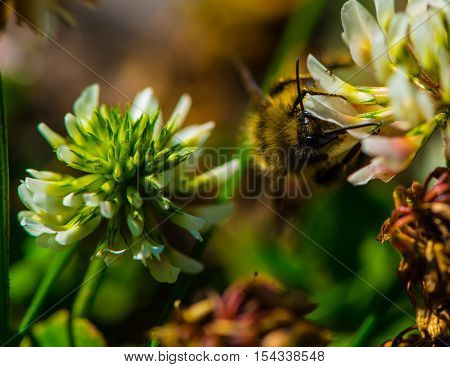 Close up of a bee on a wildlflower