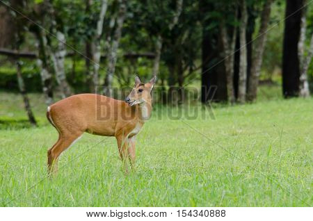 The red Muntjac is a species of China Laos Myanmar Thailand and Vietnam.